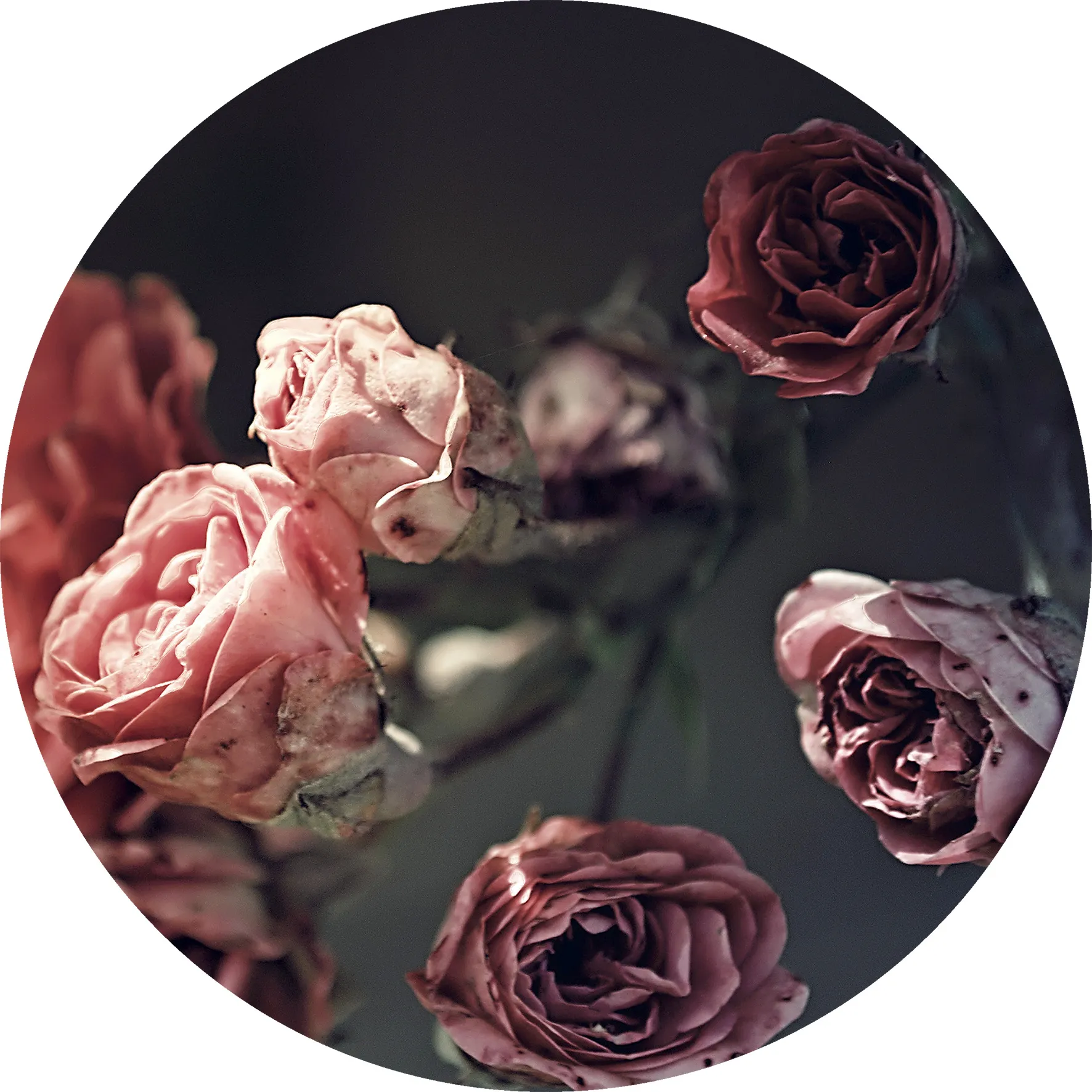 Glasbild BEAUTIFUL ROSES 258795
