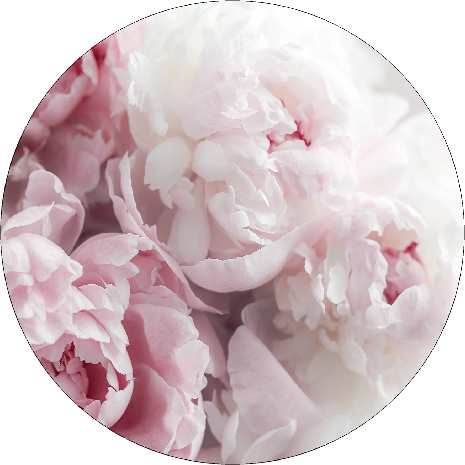 Glasbild PEONIES II 258847