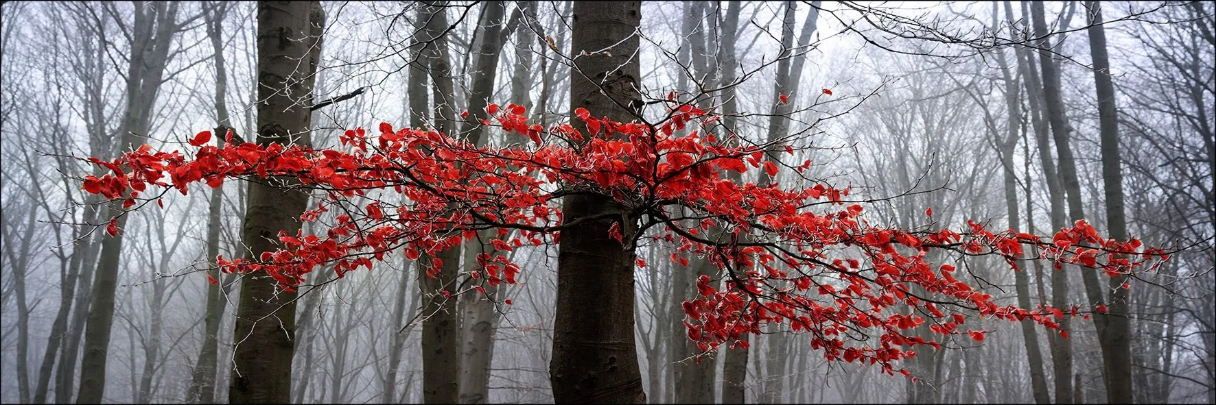 Aludibondbild MYSTIC TREES II 258863